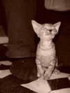 Tabby
