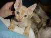 Red Tabby