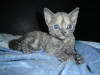 Blue Tortie