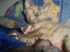Brooch and her baby