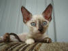 Seal Tortie Point