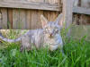 Blue Tabby