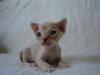 Red Tabby