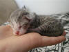 Blue Tabby & White