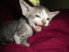Blue Tabby & White