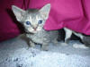 Brown Tabby