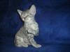 Blue Tabby
