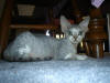 Blue Tabby & White