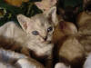 Blue Tabby Tortie